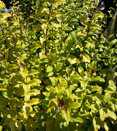 Chinese Privet Sunshine